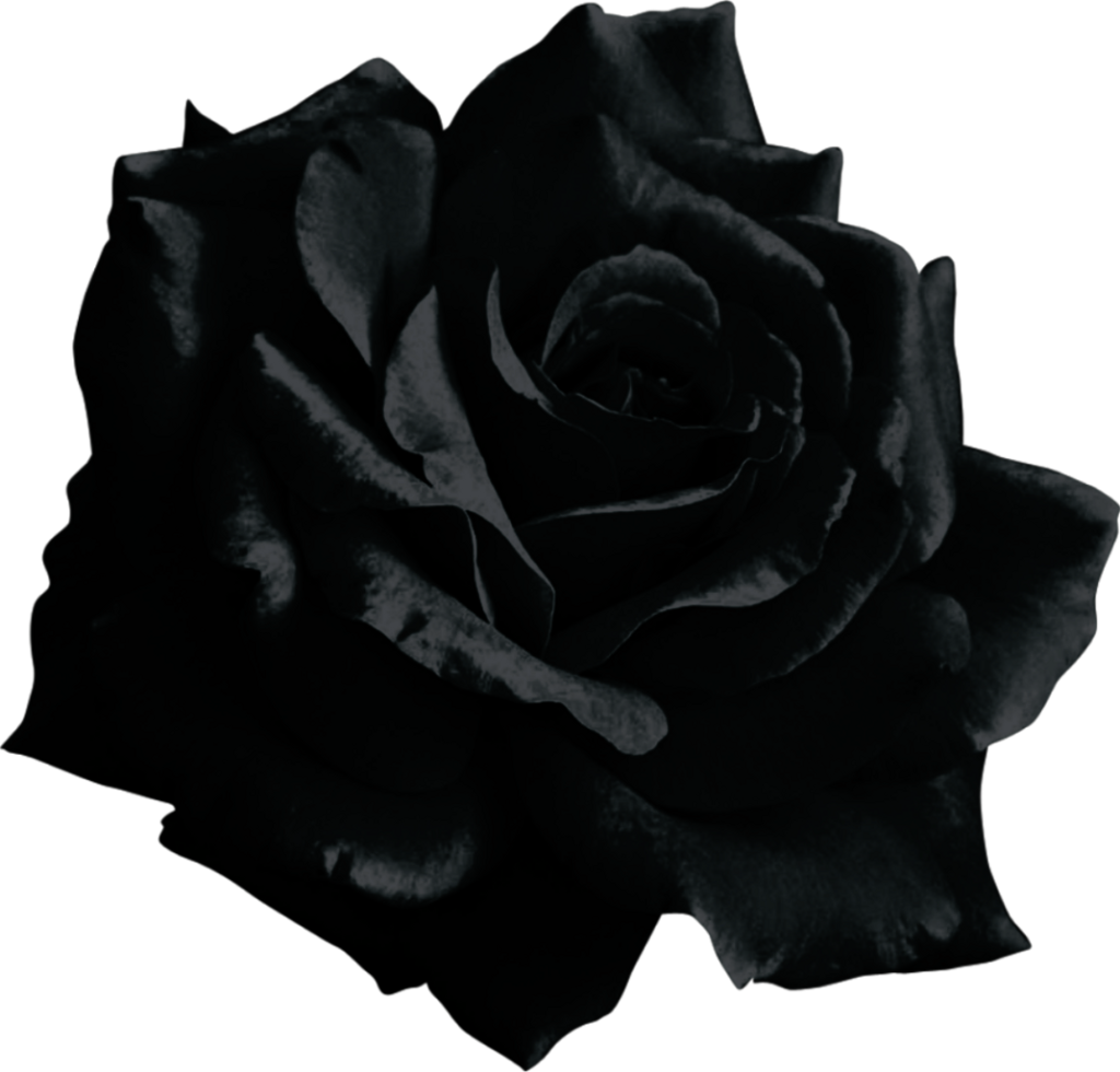 Black Rose Transparent Background  Free Black Rose