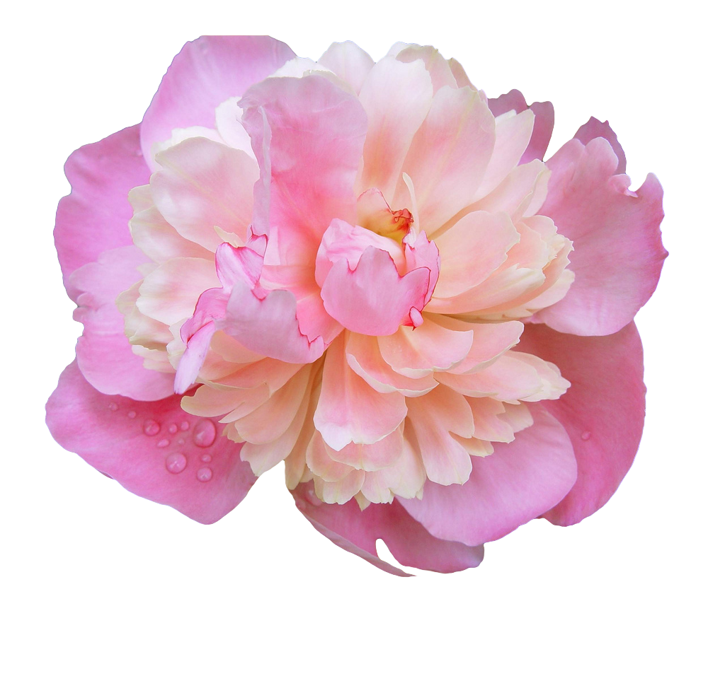 transparentflowers Dewy Pink Peony x