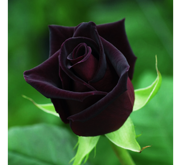 Rosa Negra Existe  Flores  Cultura Mix