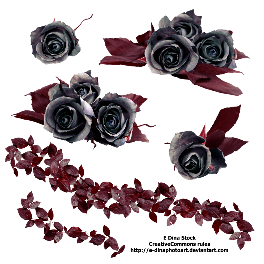 PNG Stock Black Roses by EDinaPhotoArt on DeviantArt