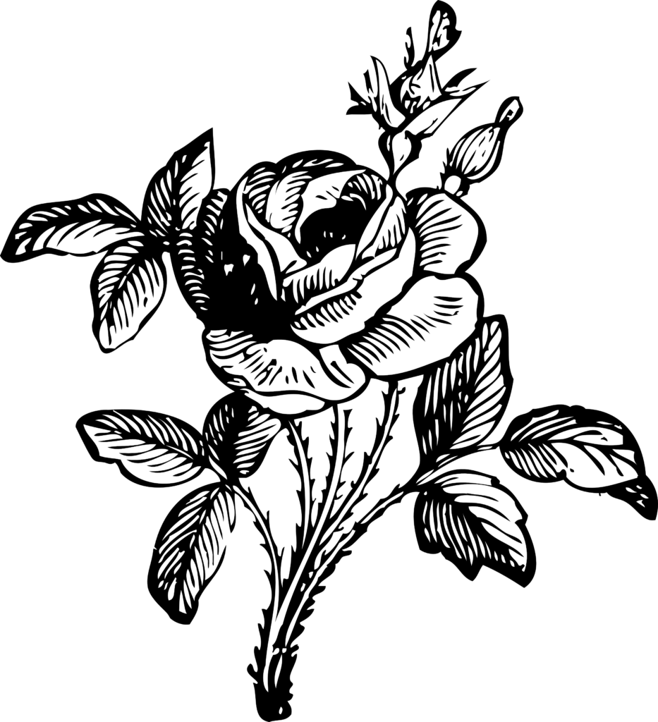 Rose 2 Black White Line Art Coloring Book Colouring