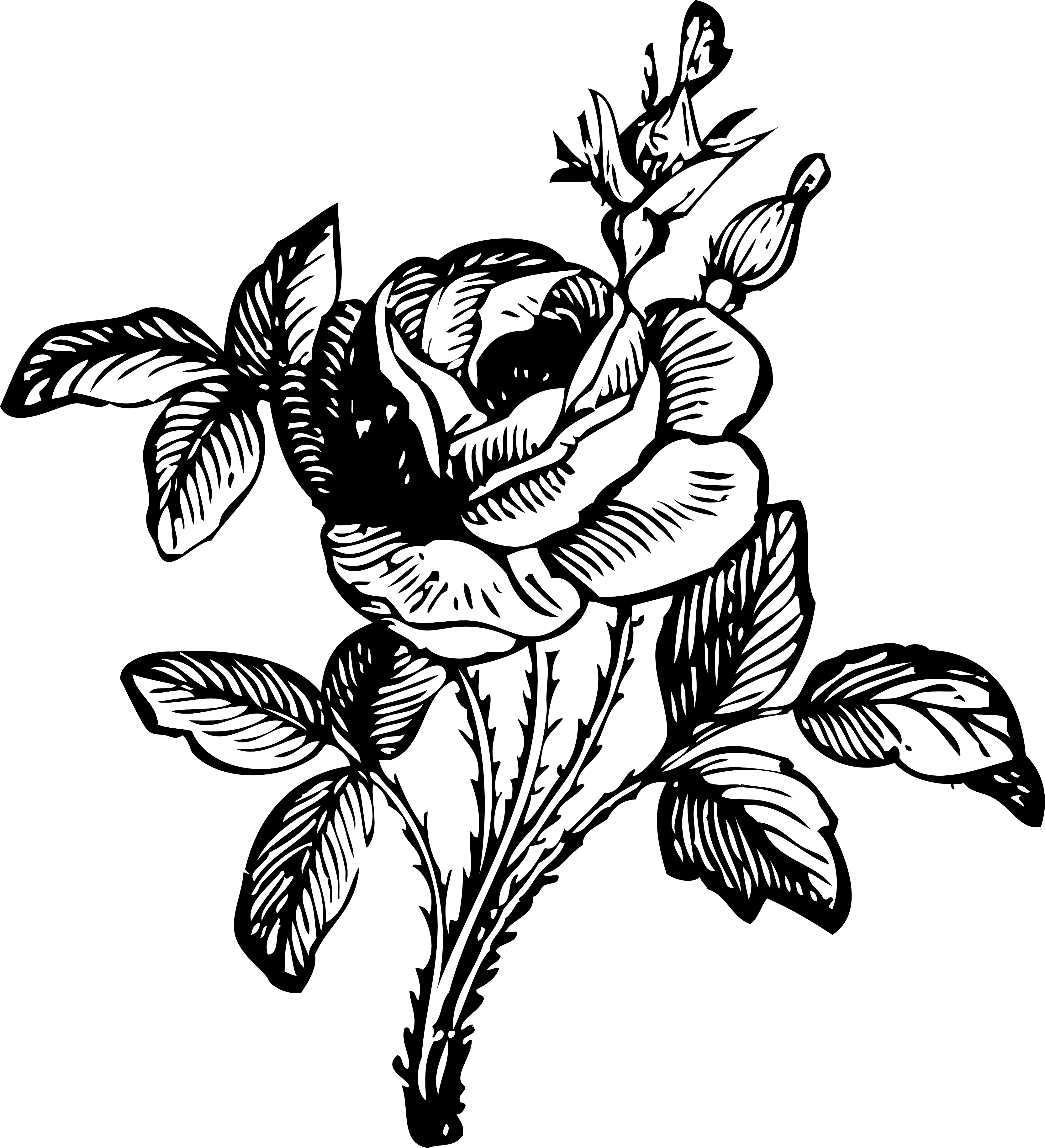 Rose 2 Black White Line Art Coloring Book Colouring