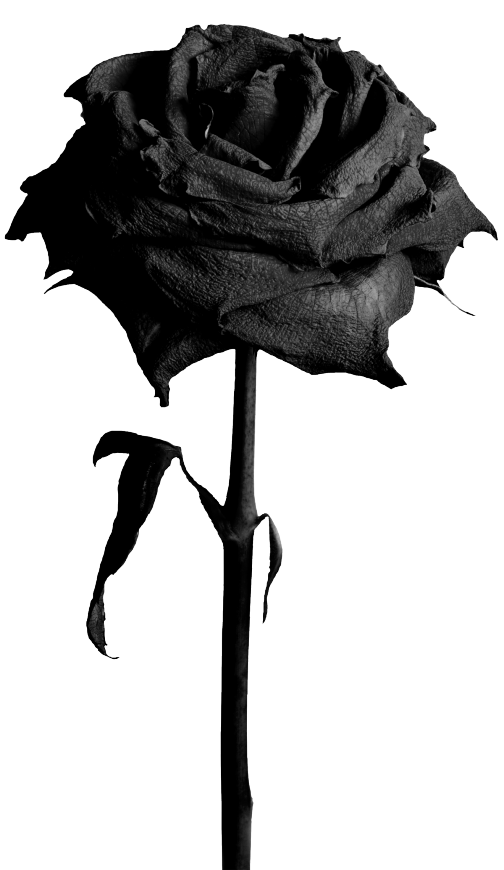 ForgetMeNot black roses