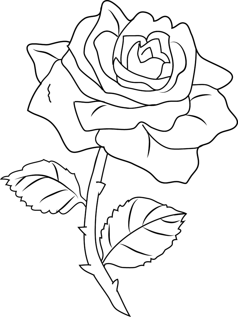 knumathise Rose Clip Art Outline Images