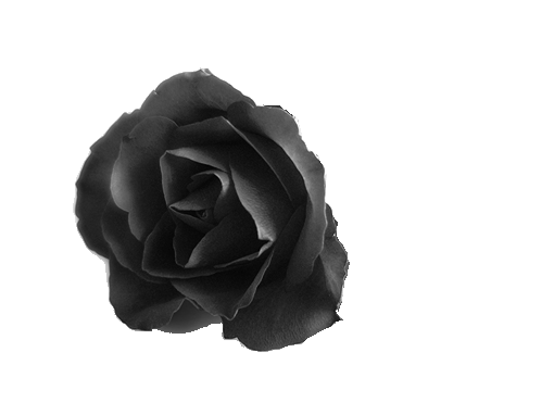 black roses by hisgravemistake on DeviantArt