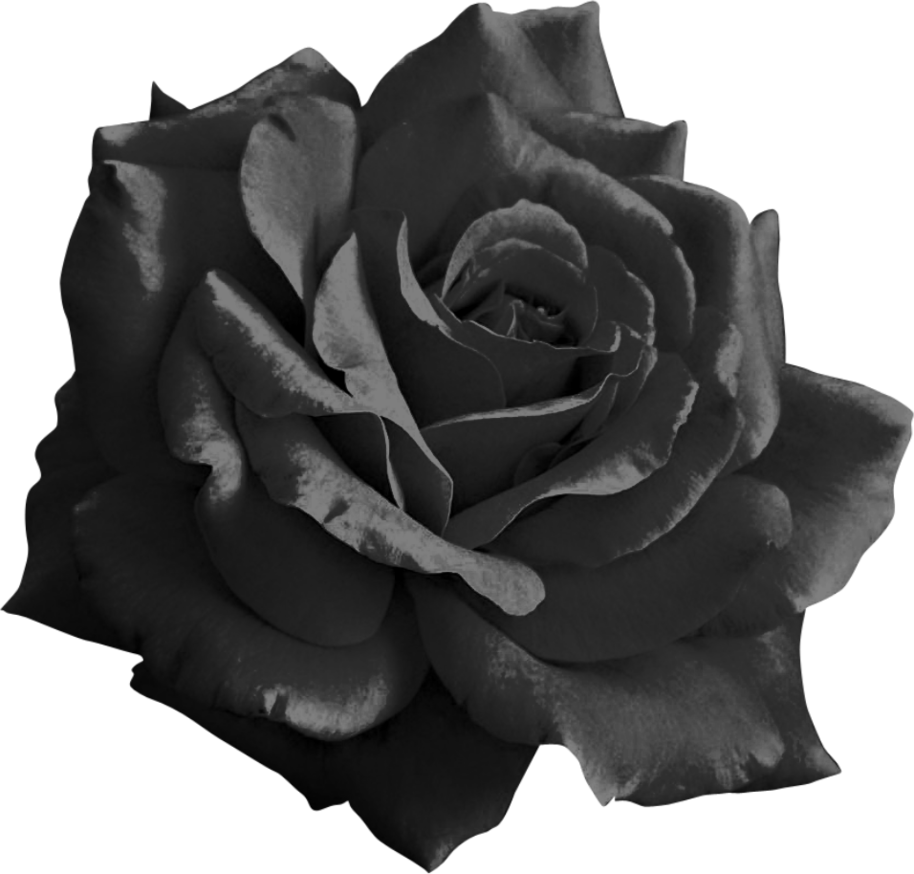 black rose  GOSTICA