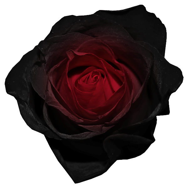 Black Rose Clip Art - ClipArt Best - Dark Black Rose