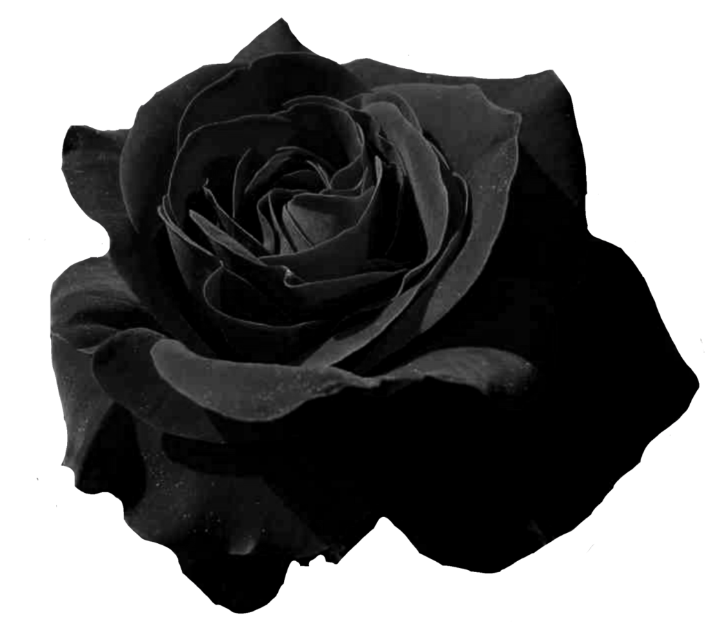 el jardin de rossy rosas negras png