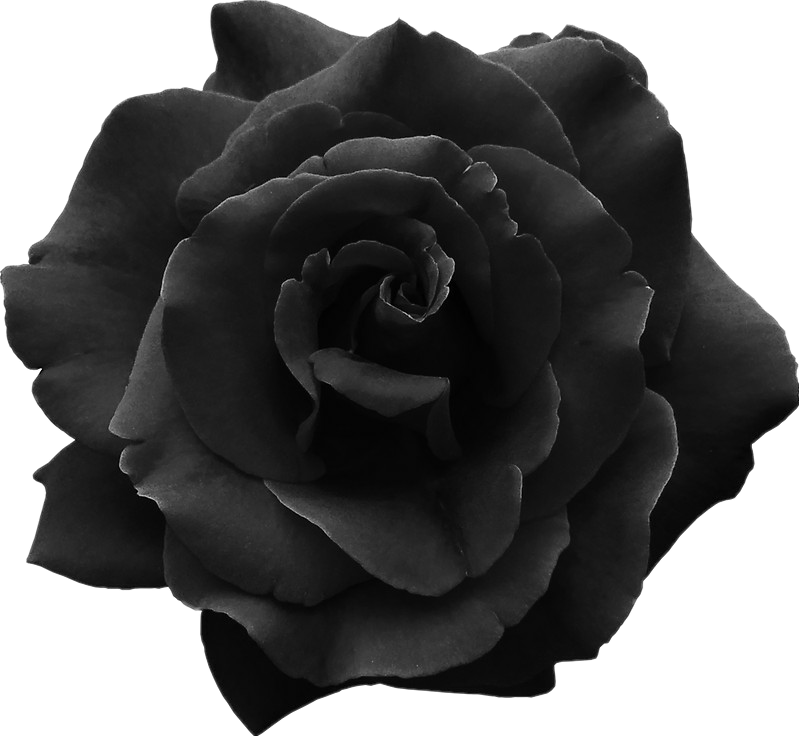 Black Roses Transparent  Free Black Roses Transparentpng