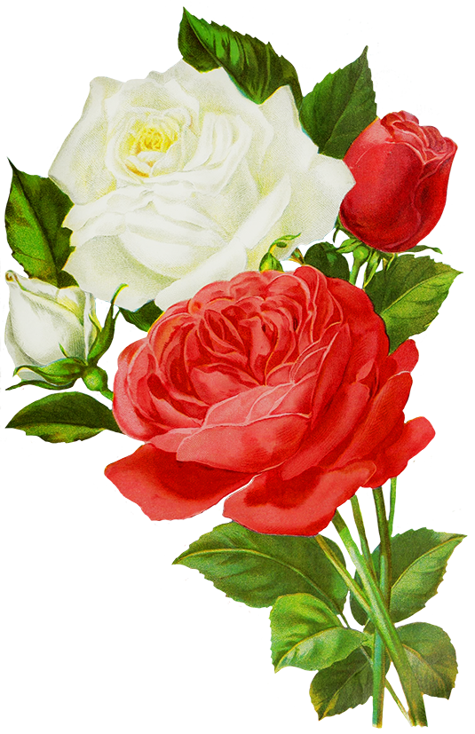 Rose Clipart
