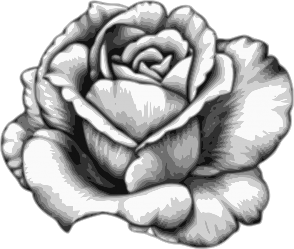 Download Drawing Flower Watercolor Black White  Rose
