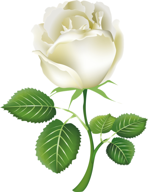 Rose White Clip art  White roses png download  500646