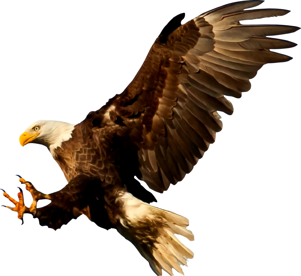 Bald Eagle Bird Silhouette  american eagle png download