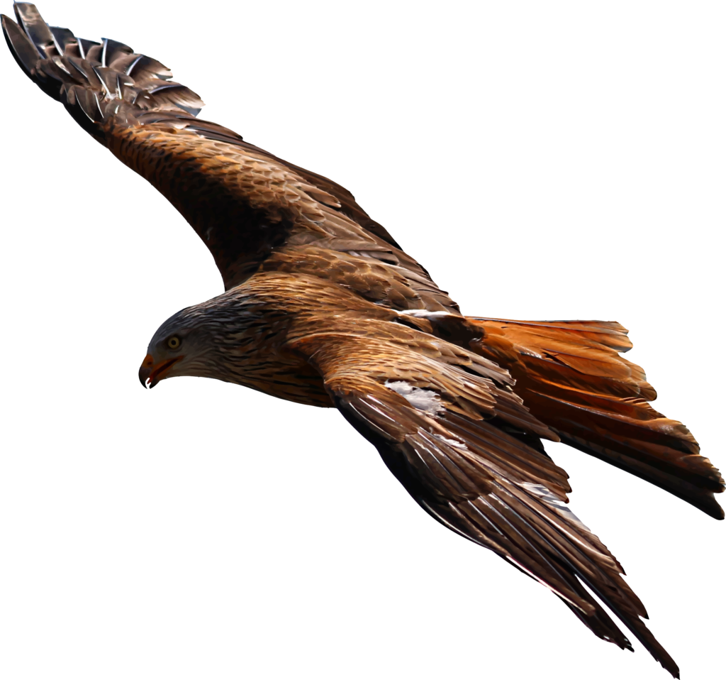 Flying Eagle Vector file image  Free stock photo  Public