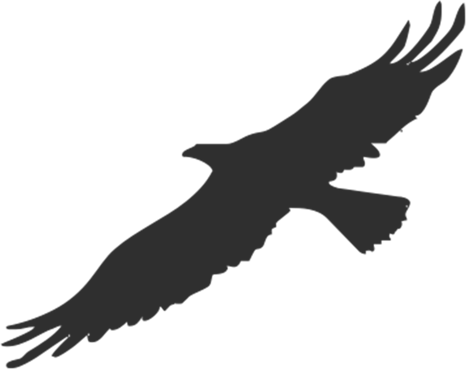 Eagle Bird Silhouette  Free image on Pixabay