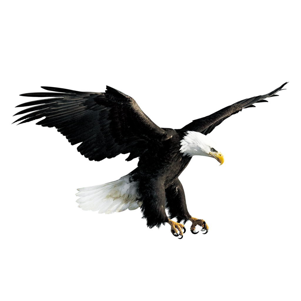 Bald Eagle Hawk Falconiformes  Flying eagle png download
