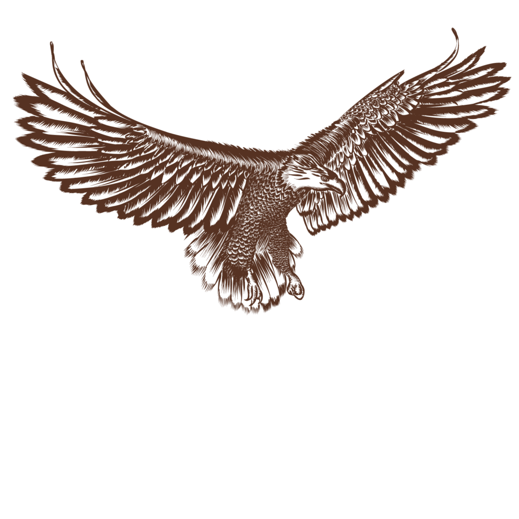 Bald Eagle Hawk