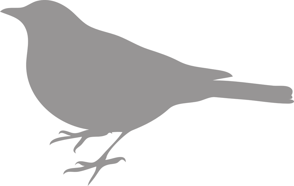 Bird Grey Dark  Free vector graphic on Pixabay